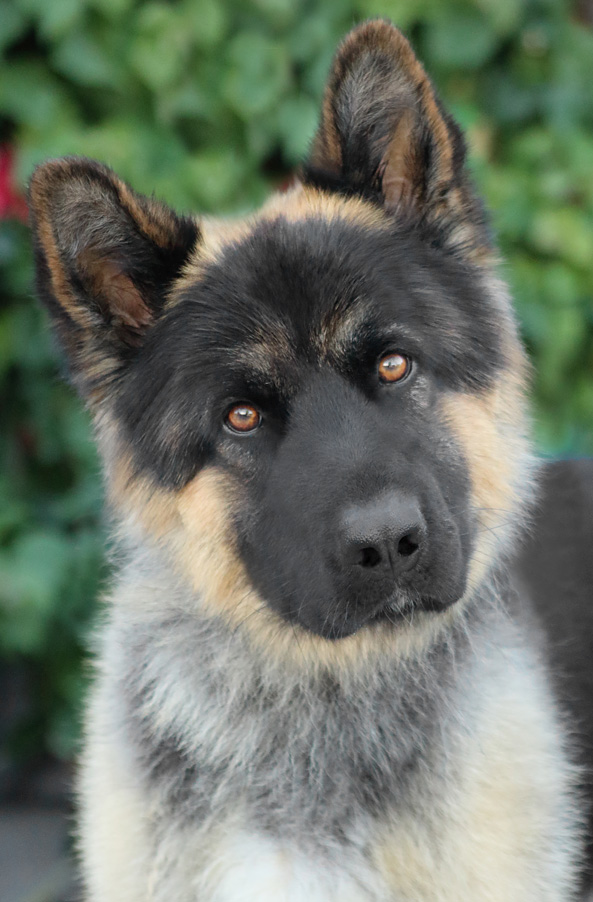 Mini long fashion haired german shepherd